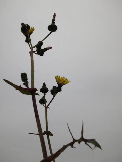 Sow thistle on the wall flowers open on a grey spring day - May 31st 2015.
