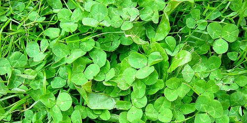 15+ Free Leaf Green Brown Textures Download