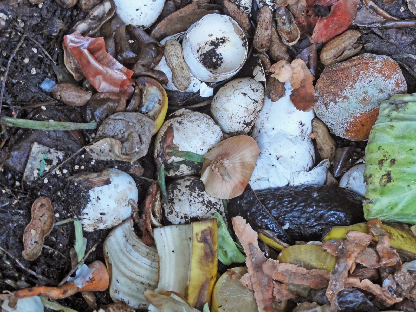 goGardenNow Can I compost egg shells?