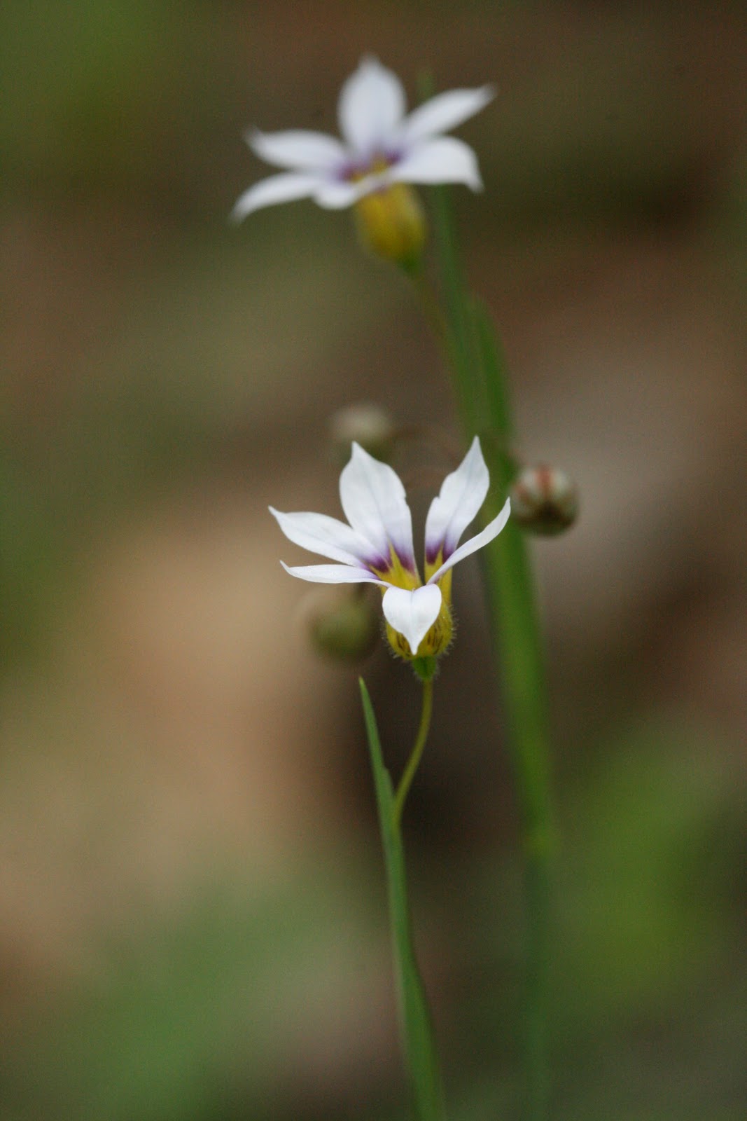 Native Florida Wildflowers Annual Blueeyed Grass Sisyrinchium rosulatum