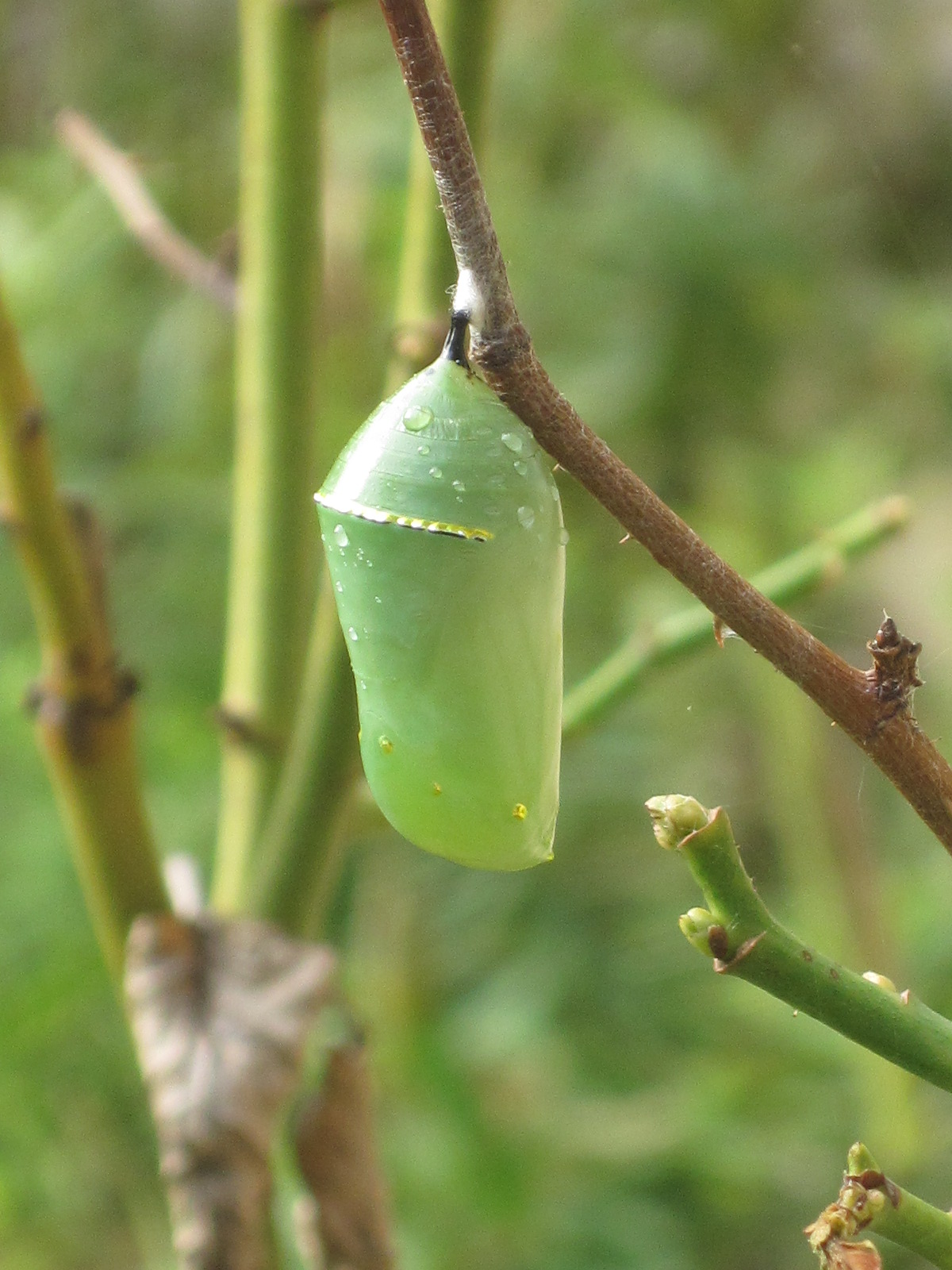 monarch caterpillar chrysalis
