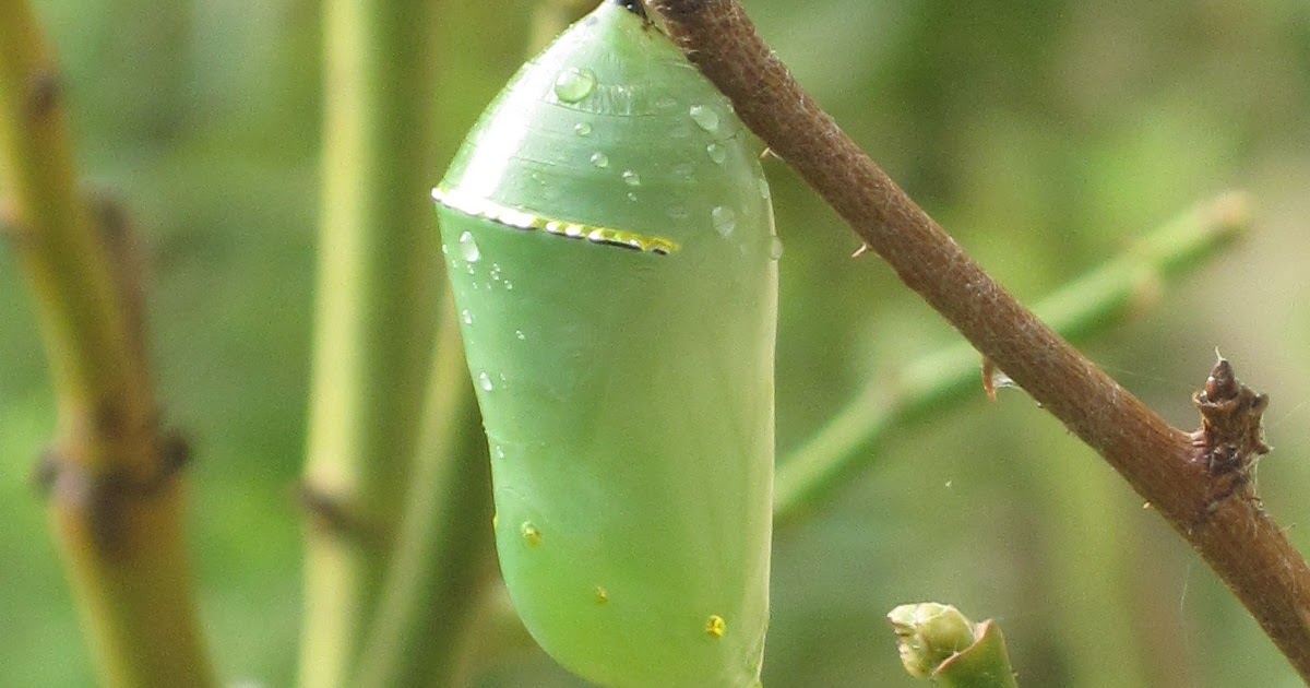 Kris's 2011 A Photo A Day Monarch Caterpillar Chrysalis September