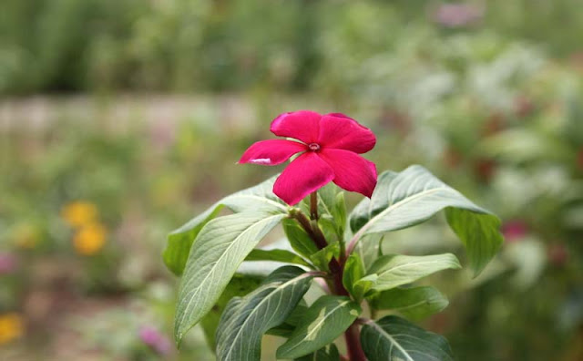 Vinca Flowers Pictures