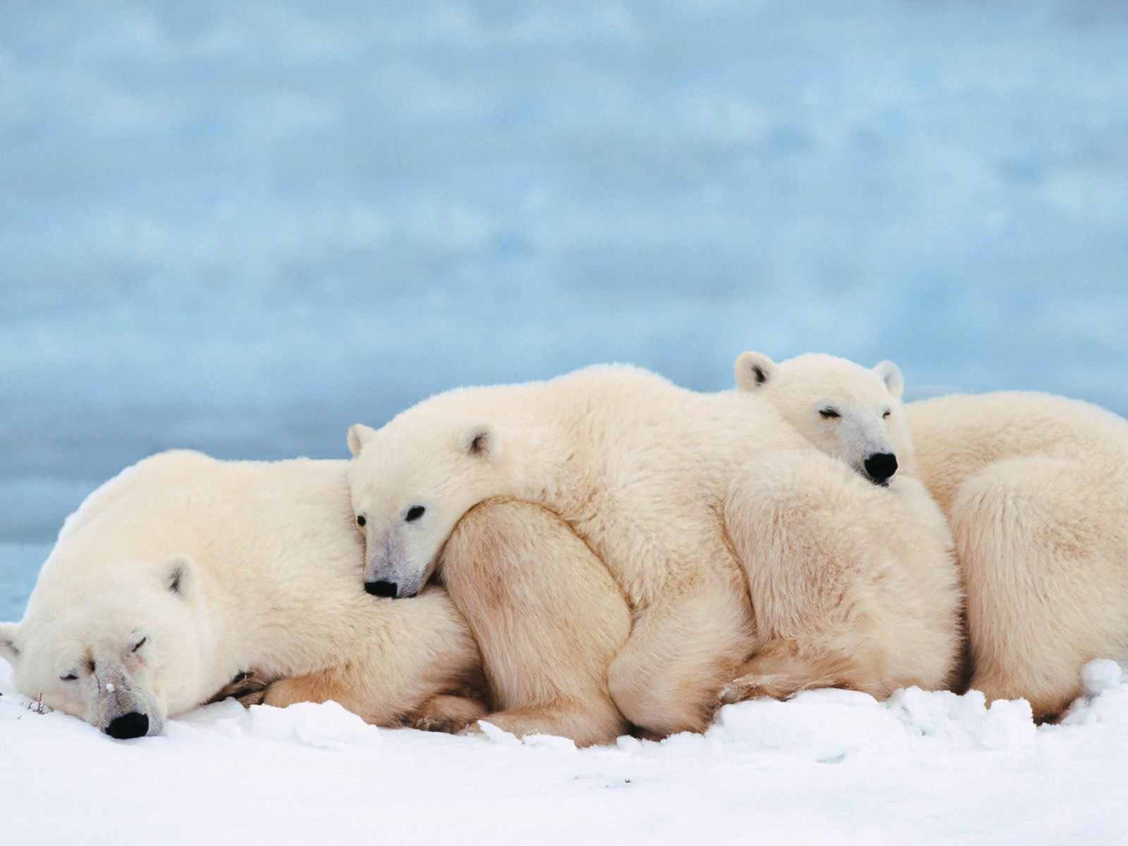 Polar bear | Fun Animals Wiki, Videos, Pictures, Stories