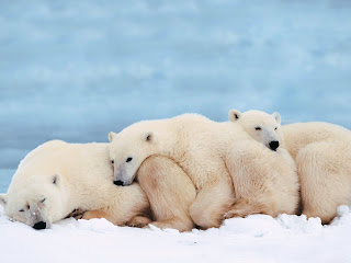 polar bear cute wild animal wallpaper