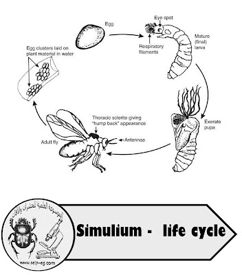 الذبابة السوداء ناقل مرض عمى الأنهار - Simulium الذبابة السوداء ناقل مرض عمى الأنهار - Simulium