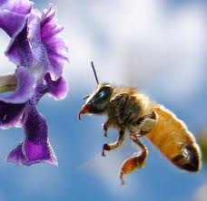 Un futuro sin abejas Images+%25288%2529