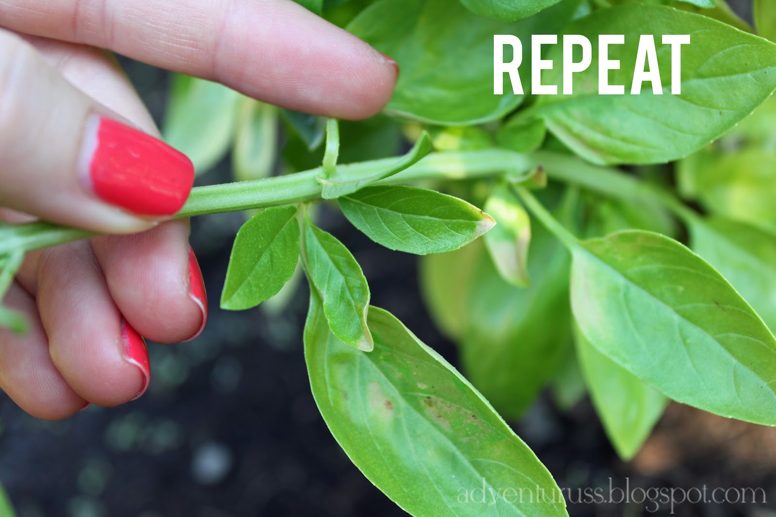 adventuruss how to prune a basil bush