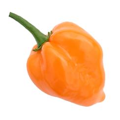 Produce Clerk | The Produce Clerks Handbook by RICK CHONG