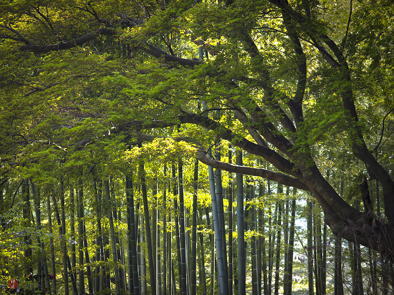 FROM THE GARDEN OF ZEN A bamboo grove in Kenchoji