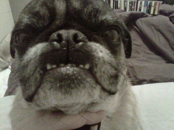 pug pit the bluest muse daily musing pug pug pit the bluest muse daily musing pug