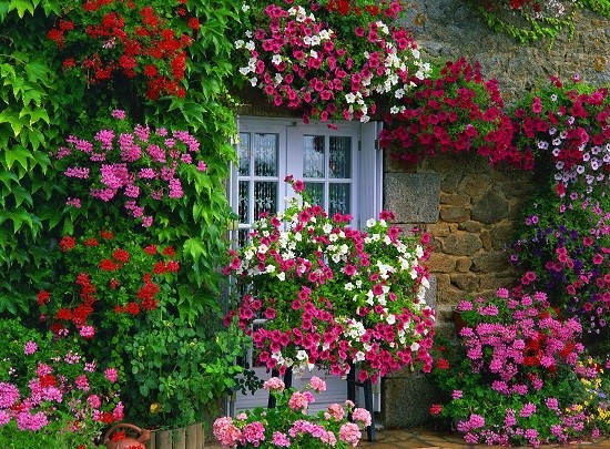 [Image: house-flowers-2.jpg]