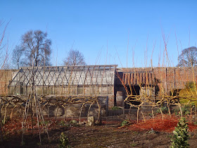 Ligustrum Sunshine Archives Ramblings From A Desert Garden