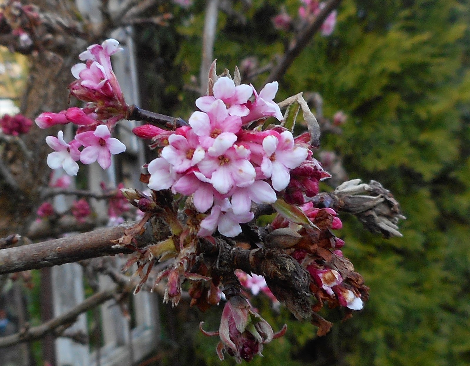 Flora Wonder Blog Viburnum When You Can Mulch Them