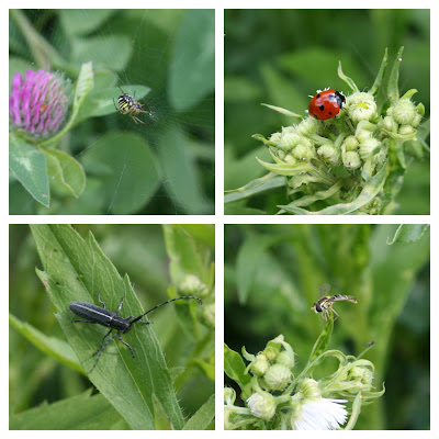 invertebrates from the fallow patchÂ