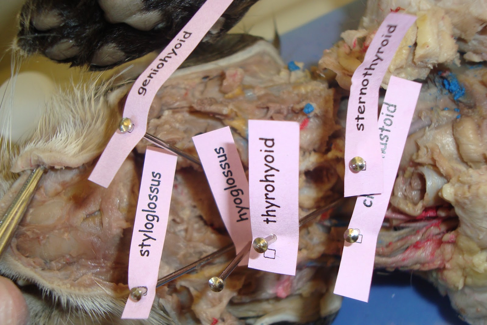Labeled Cat Dissection