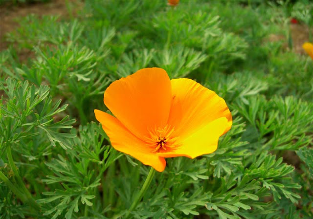 California Poppy Flowers Pictures