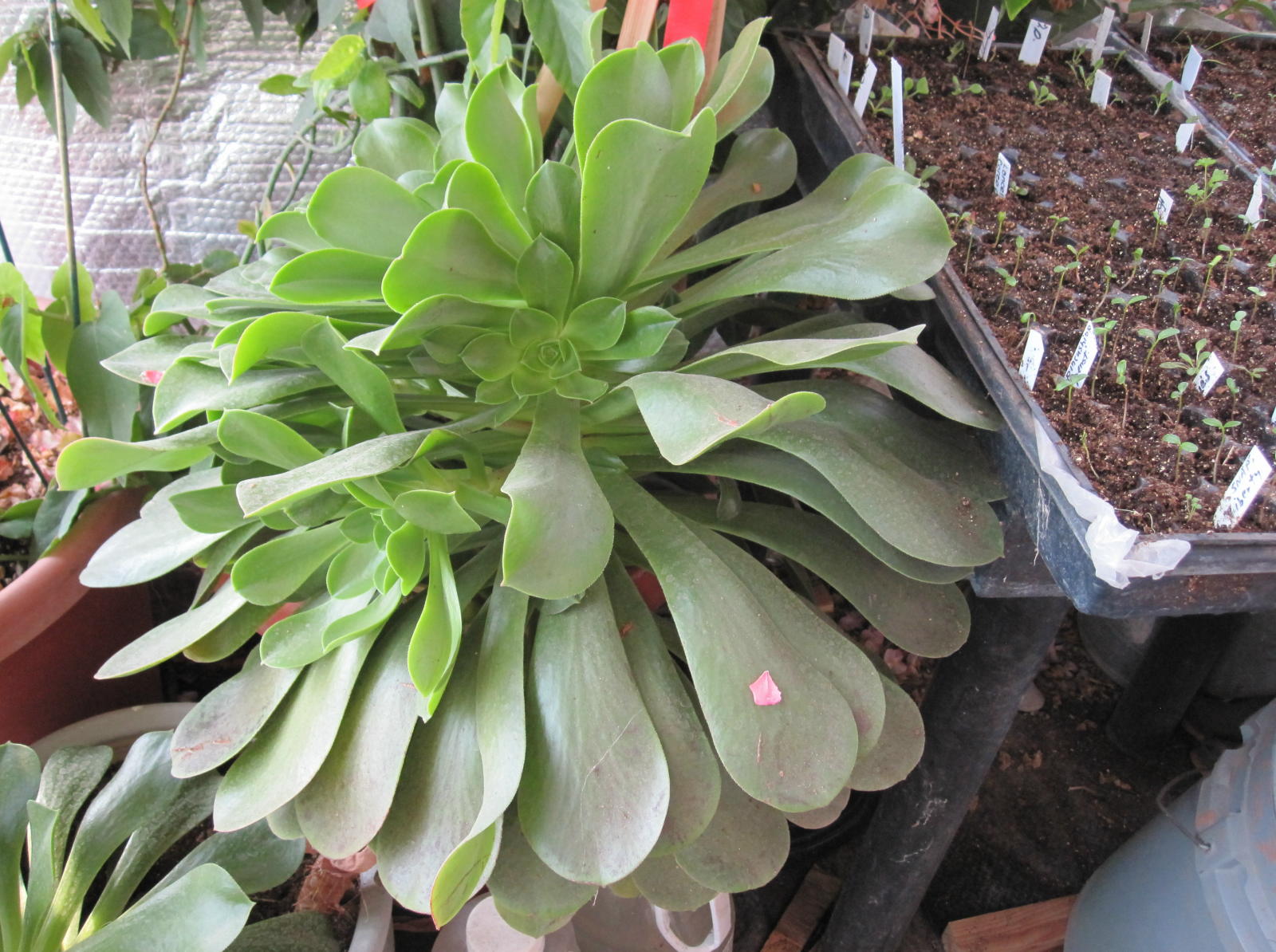 Mountain Gardens Blog: January 2012