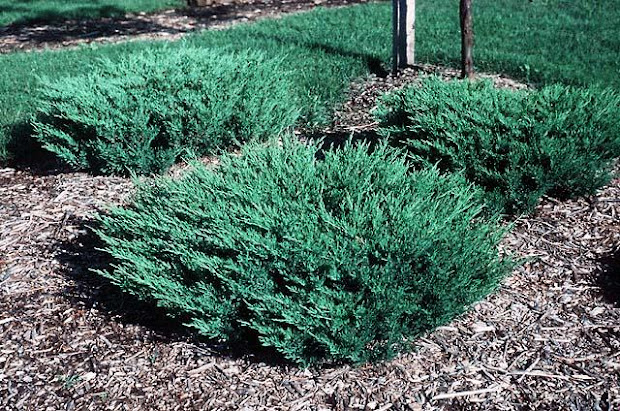 landscaping . landscape
