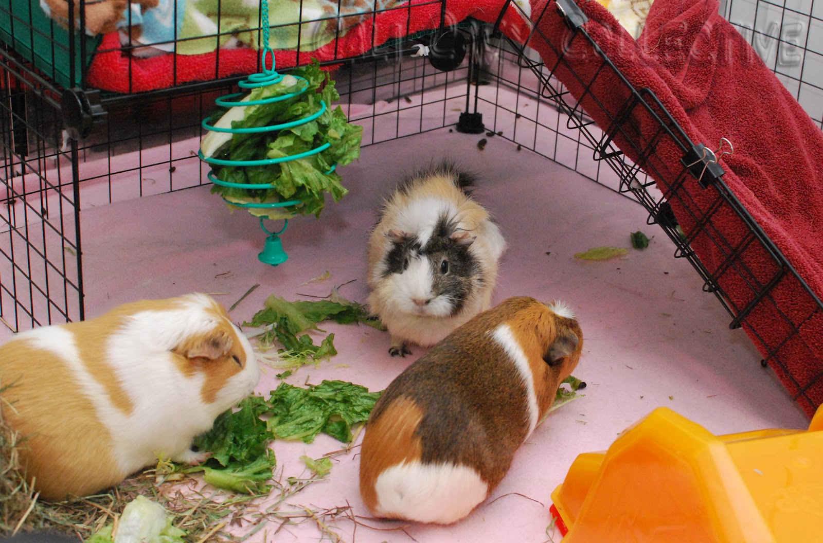 cali cavy collective a