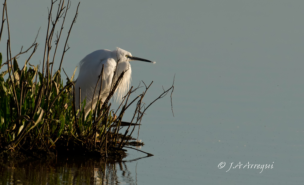 Garceta común, Egretta garzetta, Little Egret. Garceta común, Egretta garzetta, Little Egret