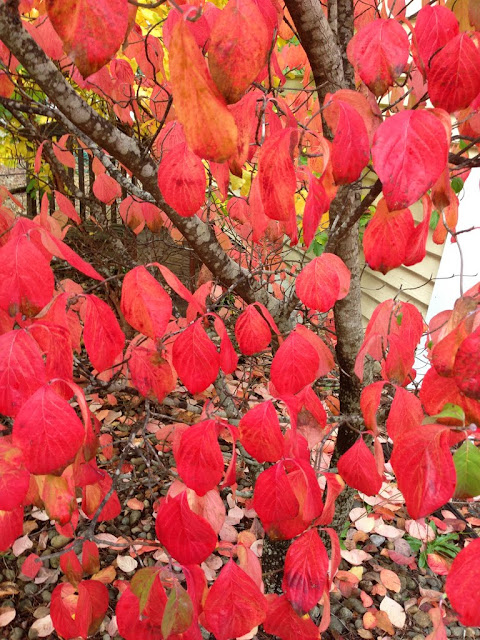 autumn fall leaves color