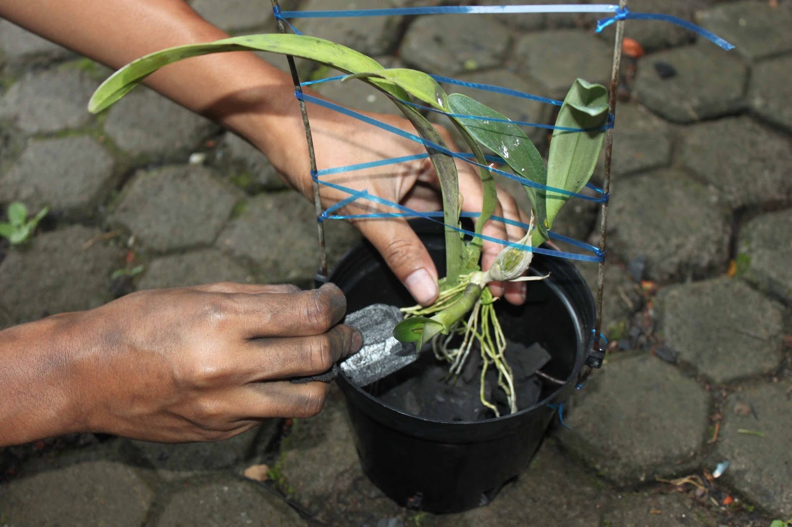 Knowing How to Grow Plants Orchids in Pot A Right and Benefits Orchid