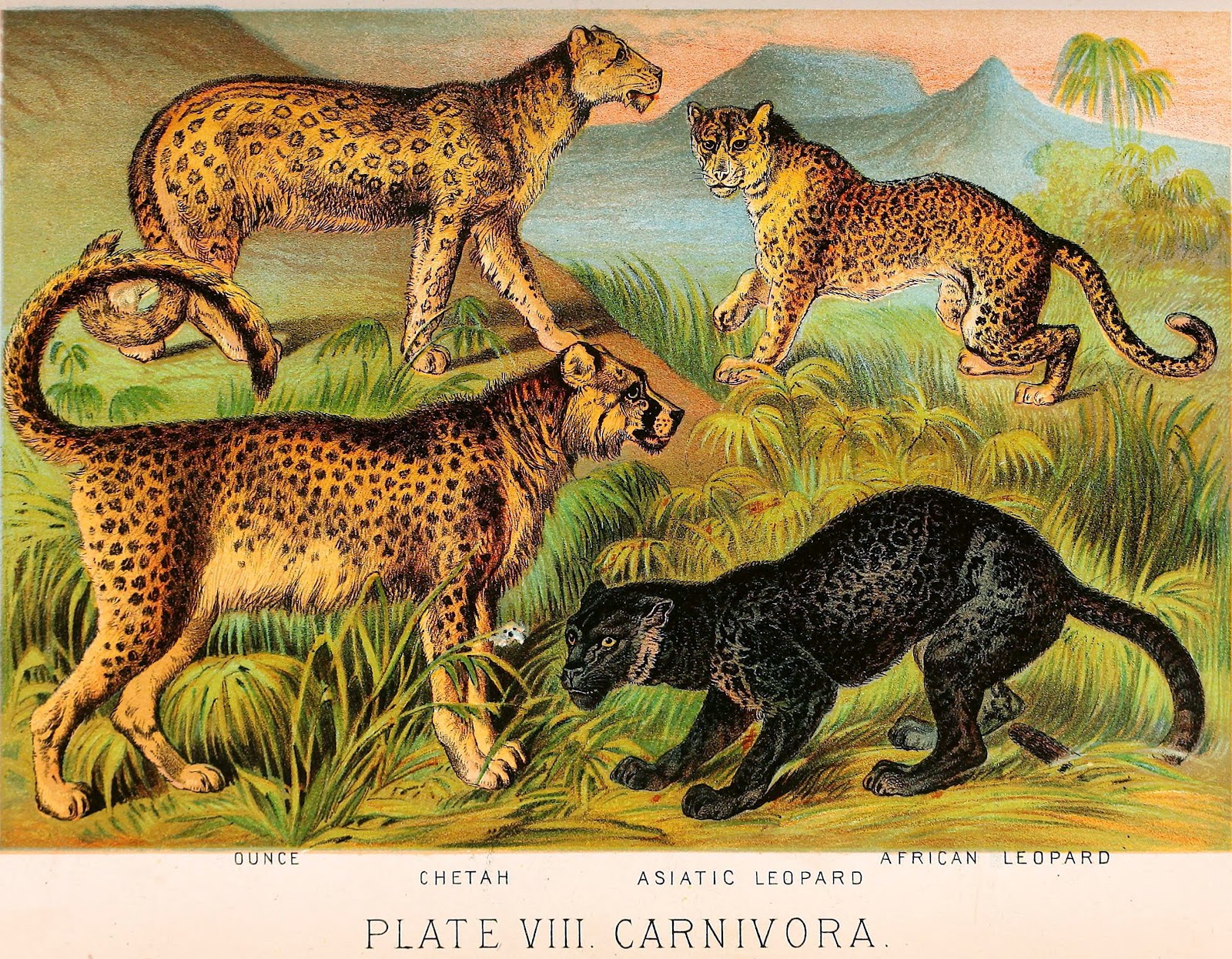 Biodiversity Heritage Library: Book of the Week: BHL on Safari