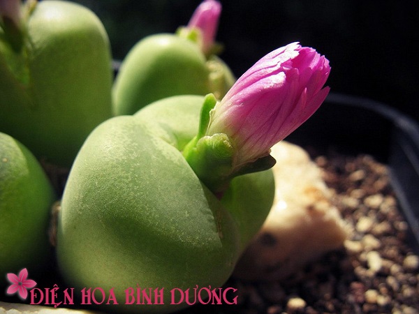 [Image: Tu-tay-trong-hoa-thach-lan-dep-trang-tri...iec-10.jpg]