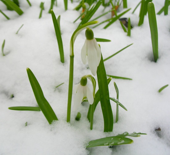 [Image: cau-chuyen-ve-loai-hoa-no-trong-tuyet-1.jpg]