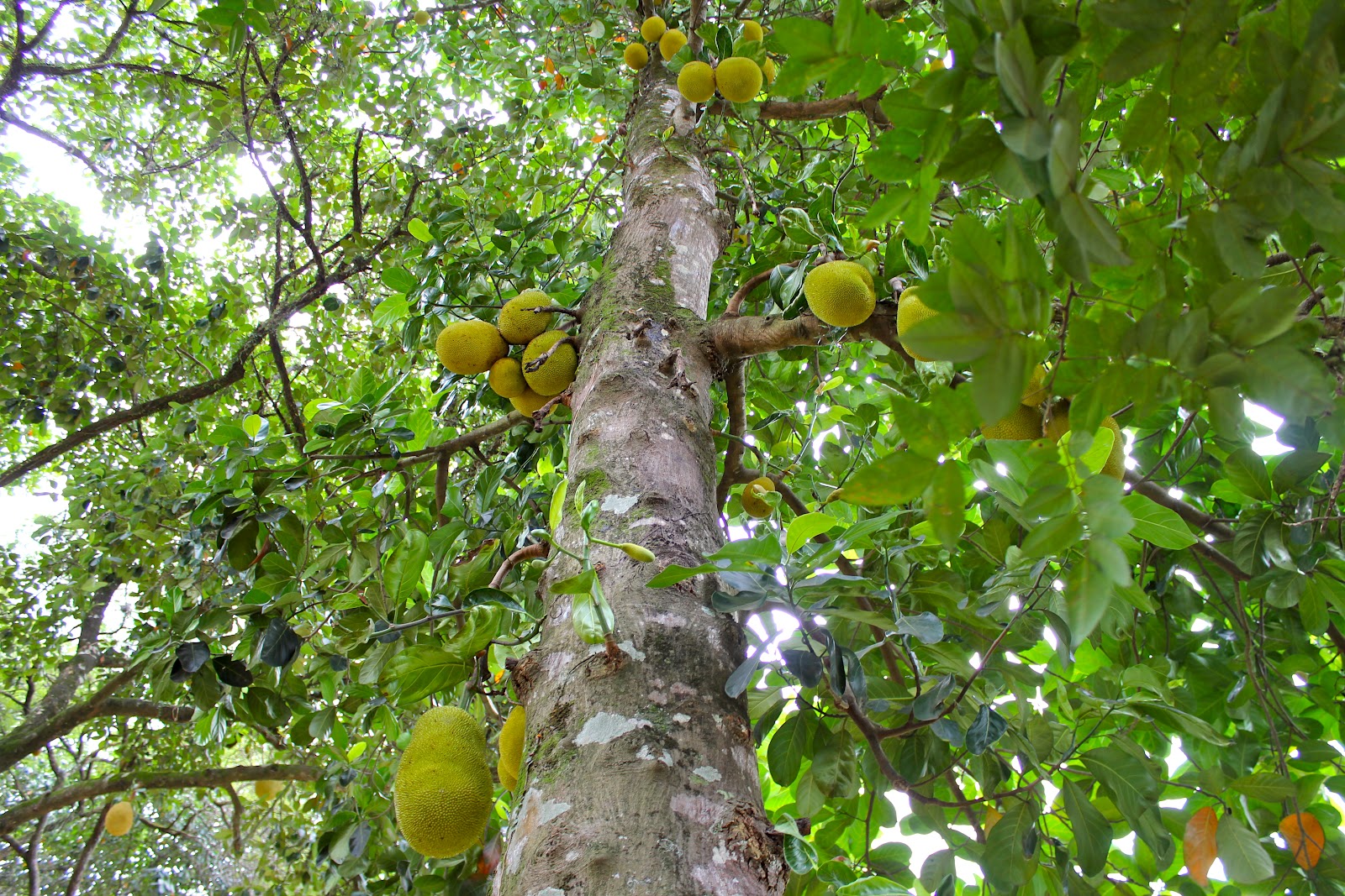 Jaca Tree