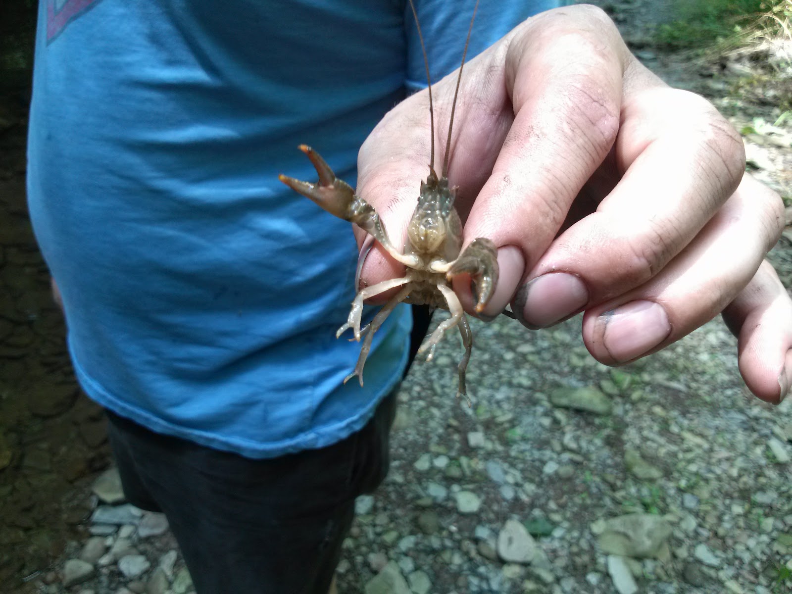 KillerOkapi Creek Creatures