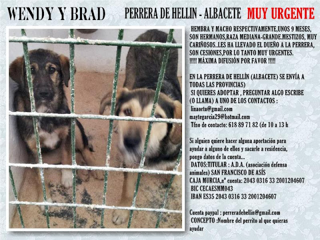 WENDY y BRAD, Pareja de cachorros de 9 meses de raza mediana en Hellin ( Albacete )(PE) WENDY++Y+BRAD