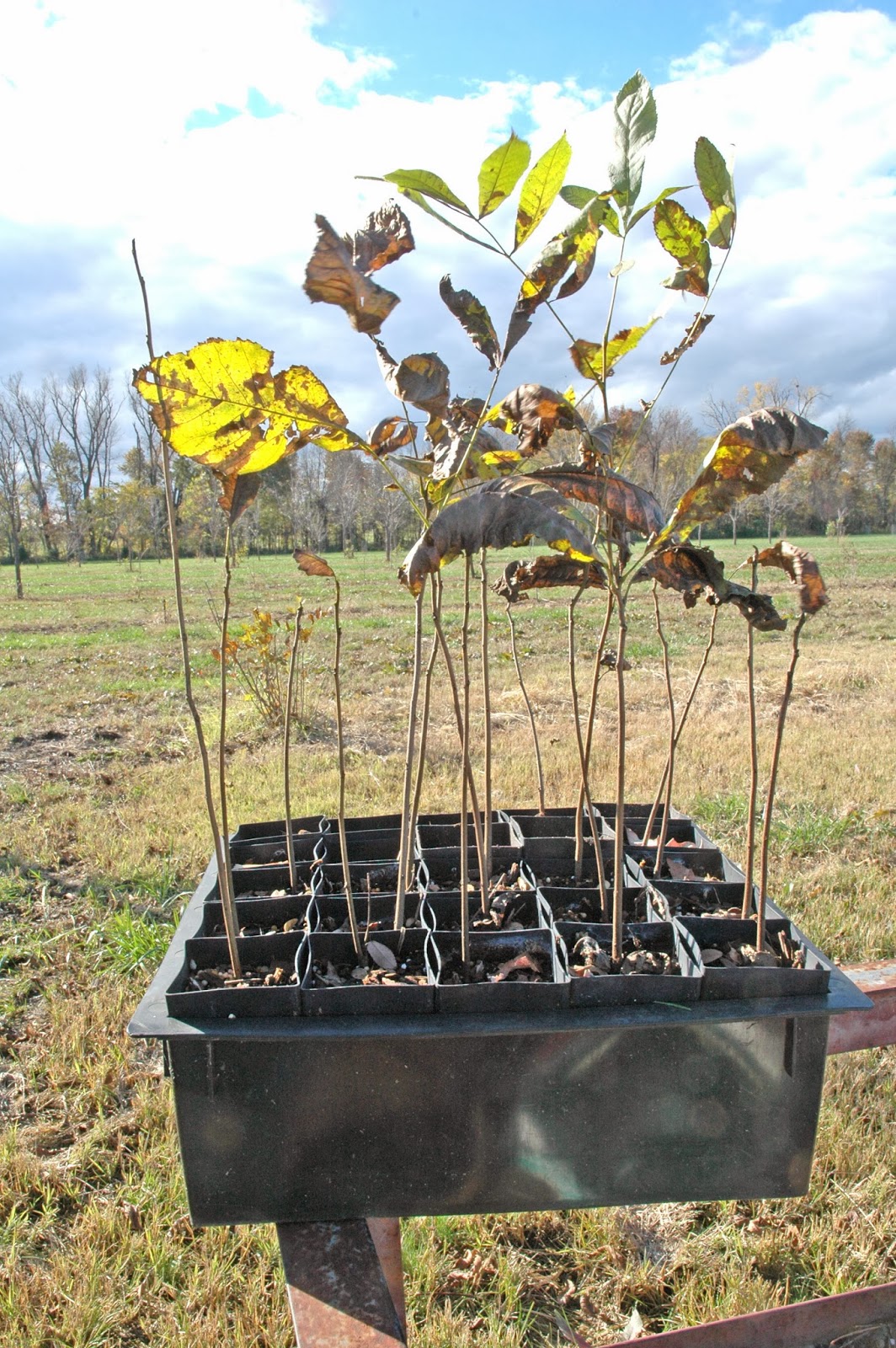 Northern Pecans Container grown pecan trees Fall planting and