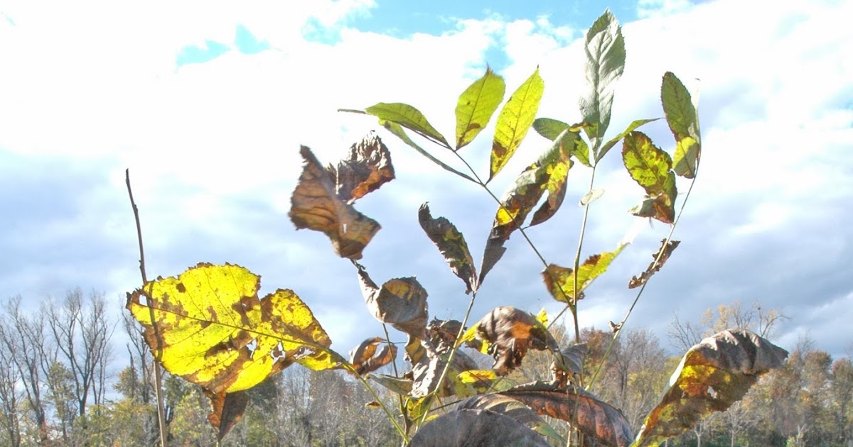 Northern Pecans Container grown pecan trees Fall planting and