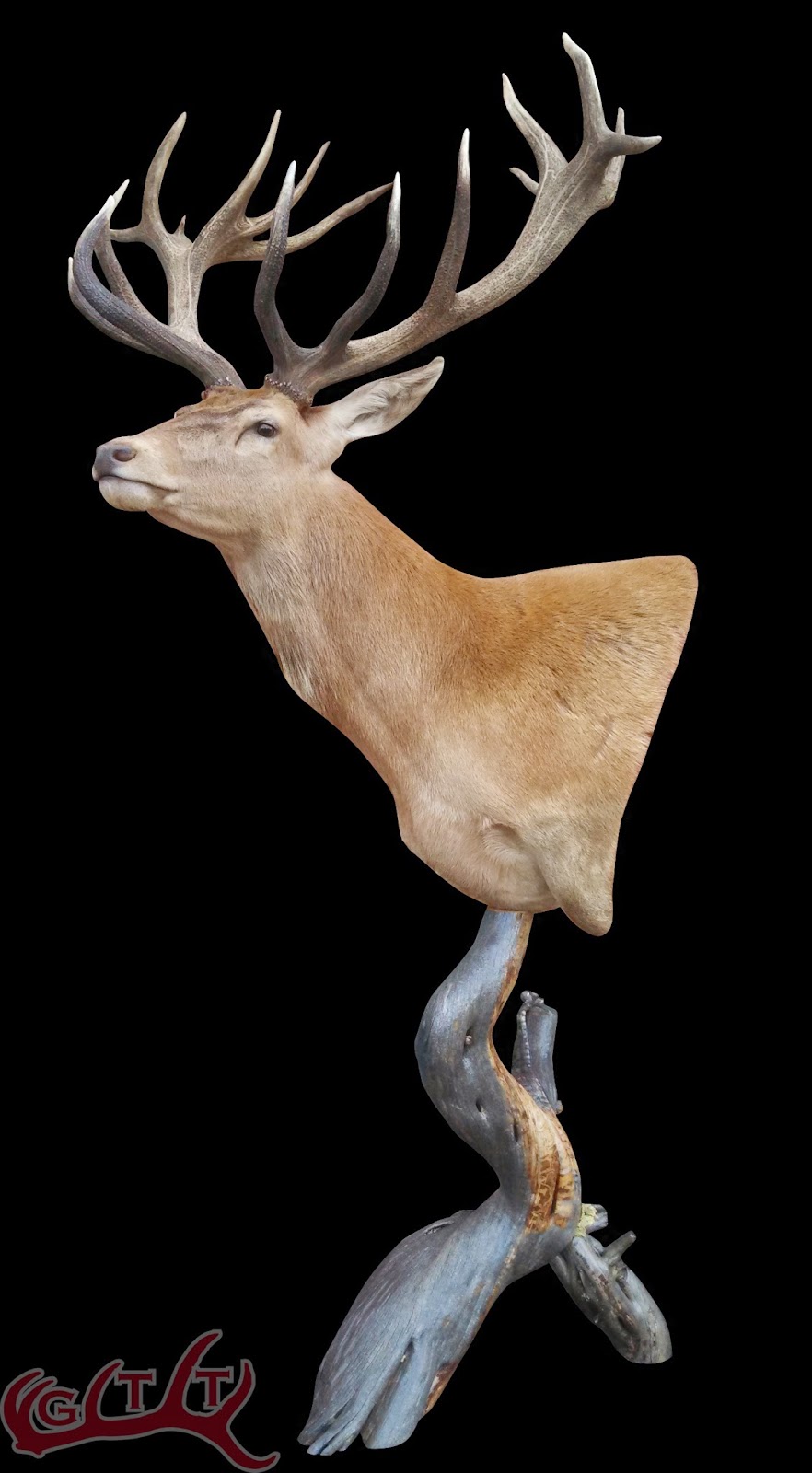 Game Trail Taxidermy