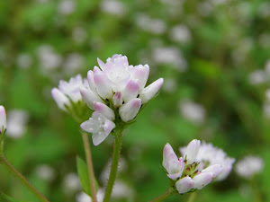 新築マンション 賃貸 Blogの花