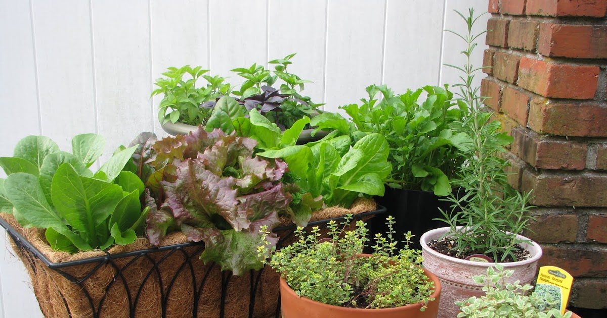 Desperate Gardener: Easy Container Gardening: Combining Herbs and