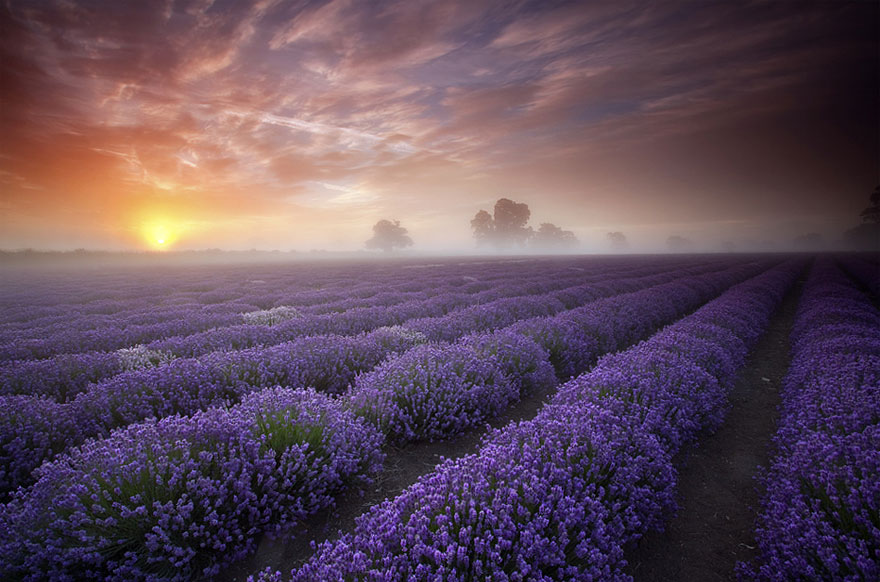 Lavender Fields, UK and France 20 Unbelievably beautiful places.