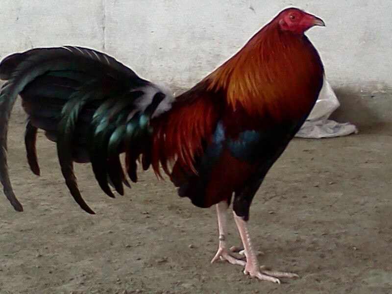 Ayam Philippin