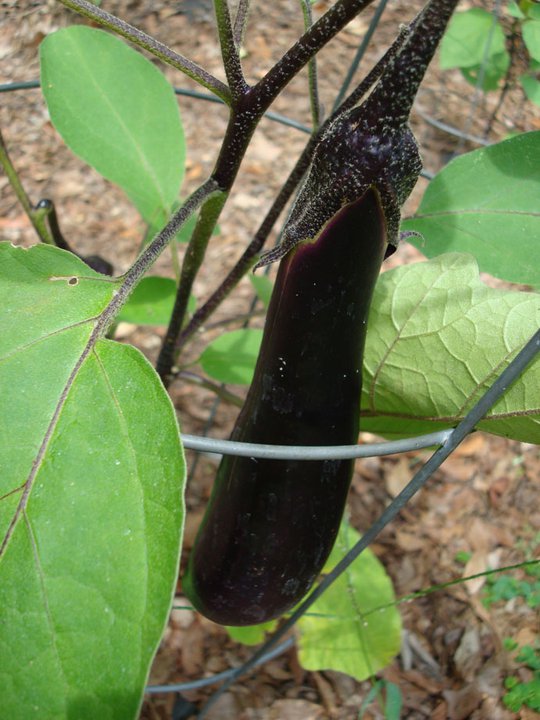 Japanese Eggplant
