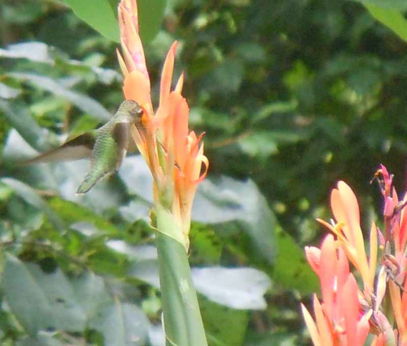 canna with hummingbird