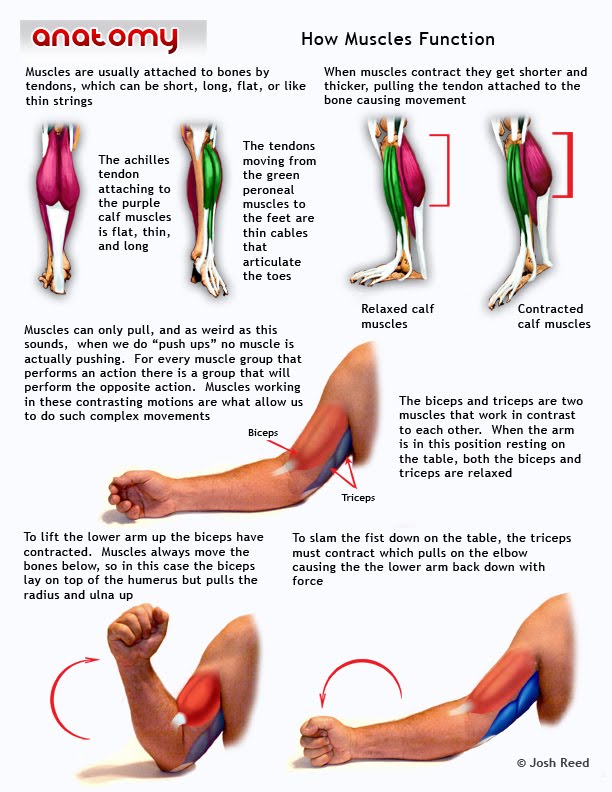 Drawsh How Muscles Work