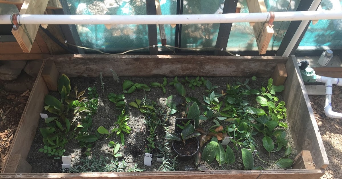 adventures with a tubie DIY Plant Propagation Misting