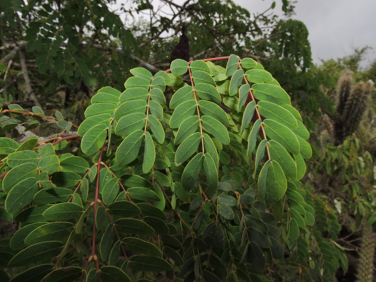 Fabaceae Leguminosae no Brasil Parapiptadenia