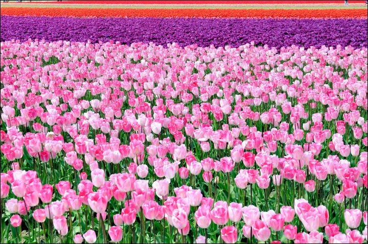 زهرة التيوليب أو الزنبق Tulip+Fields+in+Holland+4