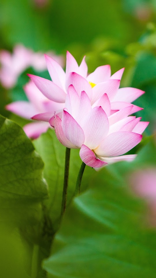 Twol Pink Lotus Flowers And Leaves Android Wallpaper