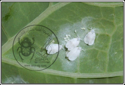 بيض ذبابة القطن البيضاء Cotton whitefly