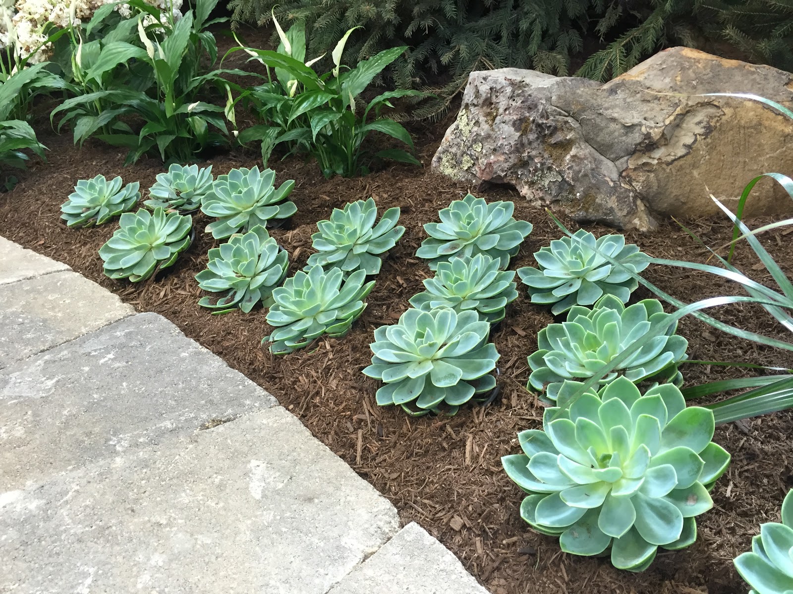 Succulents at the 2015 Indiana Flower and Patio Show [Backyard Neophyte