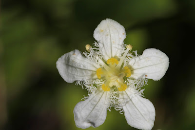 Parnassia fimbrata (Fringed Grass-of-Parnassus) on the climb to Weeden Lake